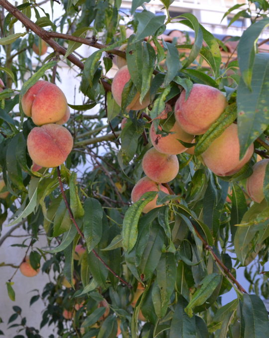 Dynamiseur de croissance pour fleurs, légumes du potager,...