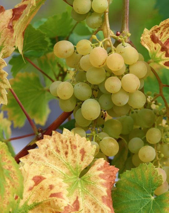 Produit naturel "Anti-mildiou de la vigne"