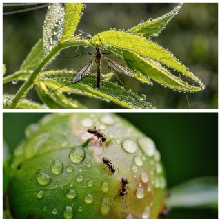 image moustique fourmis