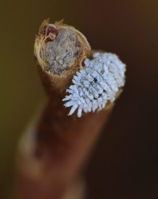 Tourteau de ricin 100% d'origine végétale