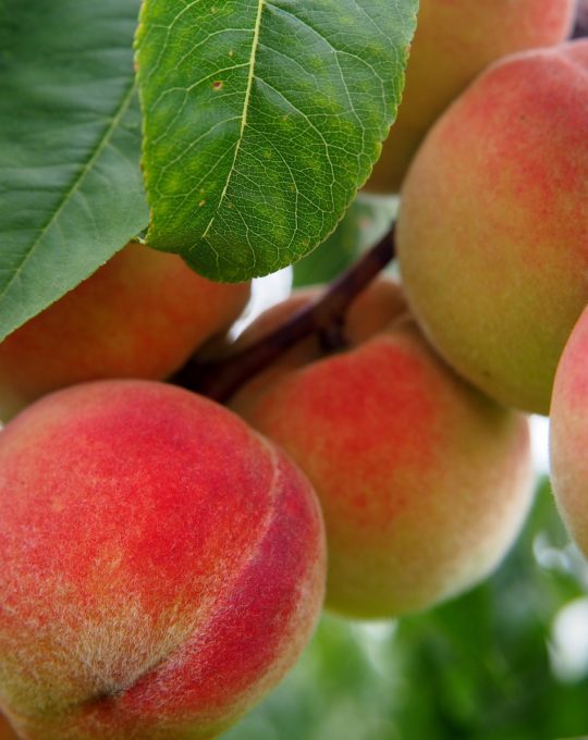 Traitement naturel maladies des arbres fruitiers