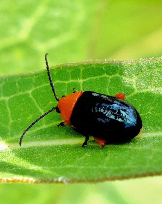 shiny-flea-beetle-1455592_1920