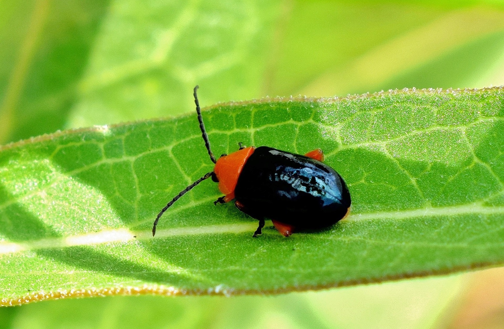 shiny-flea-beetle-1455592_1920