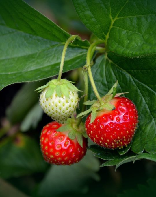 Produit naturel "spécial fraisier"