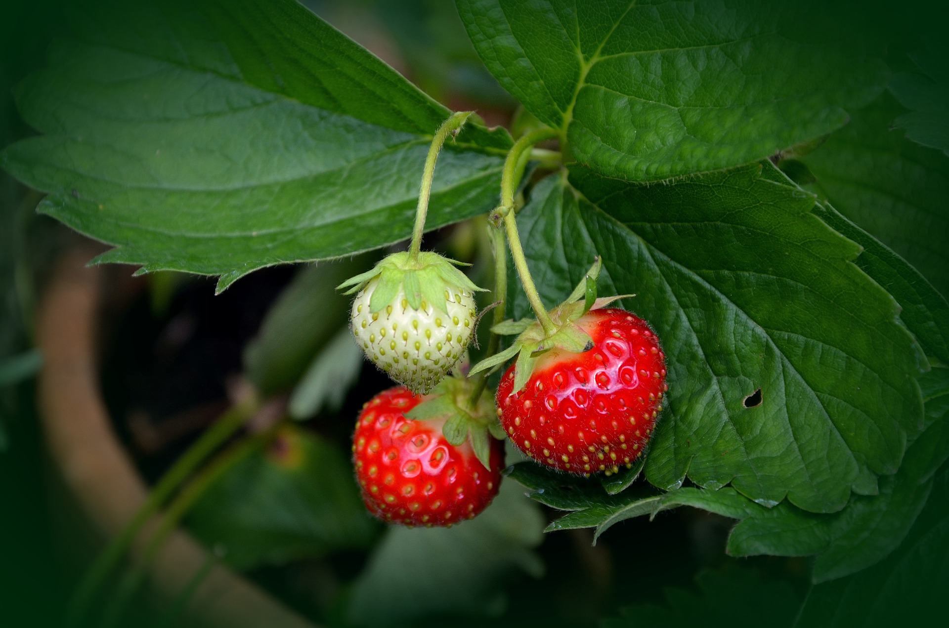 strawberry-plant-751178_1920