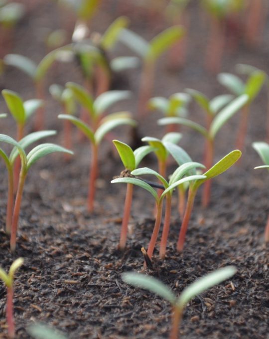 Produit naturel contre la fonte des semis