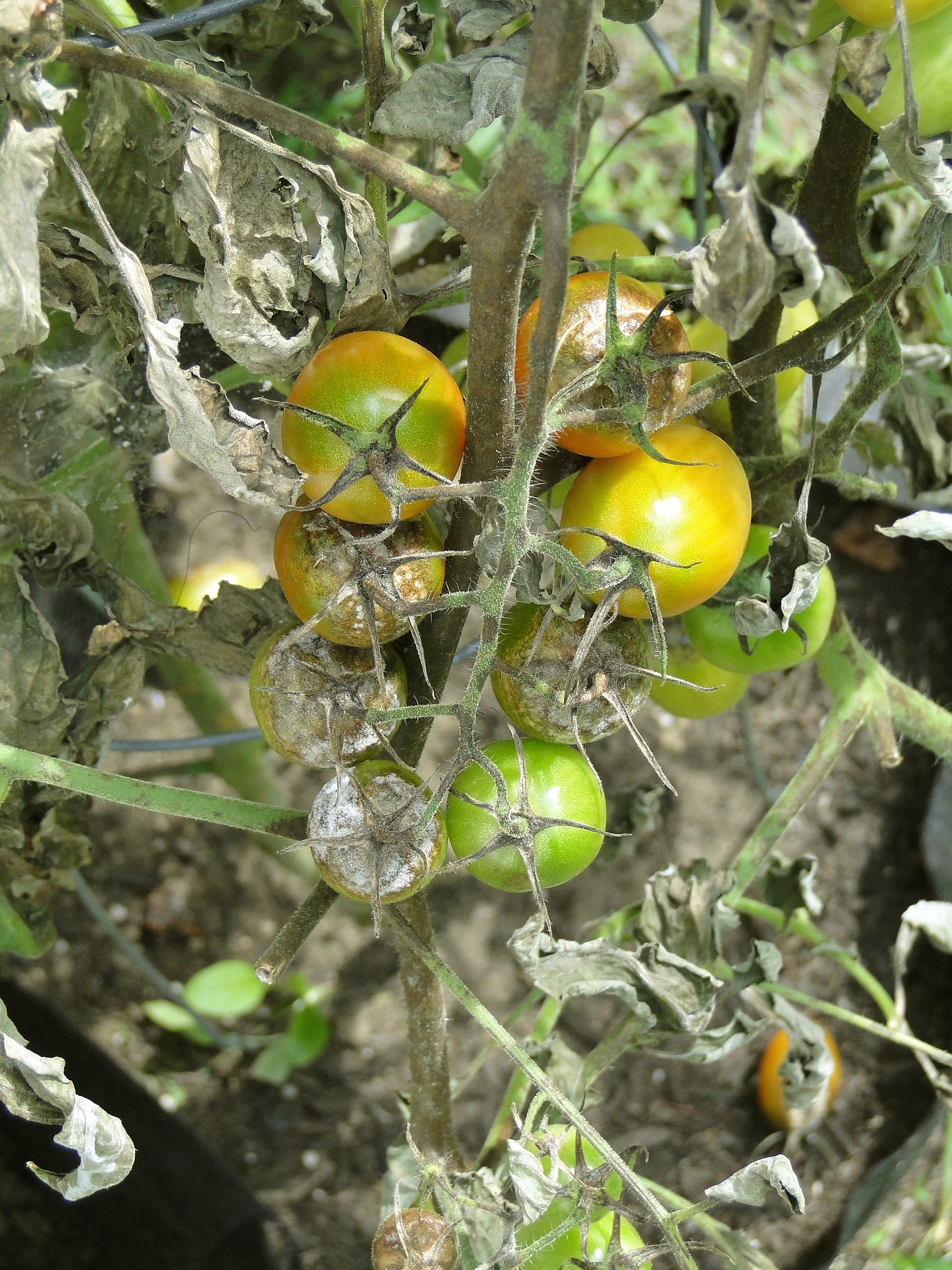 tomato-608290_1920