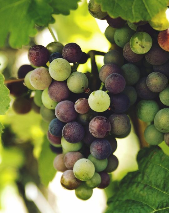 Traitement naturel contre la pourriture grise la vigne