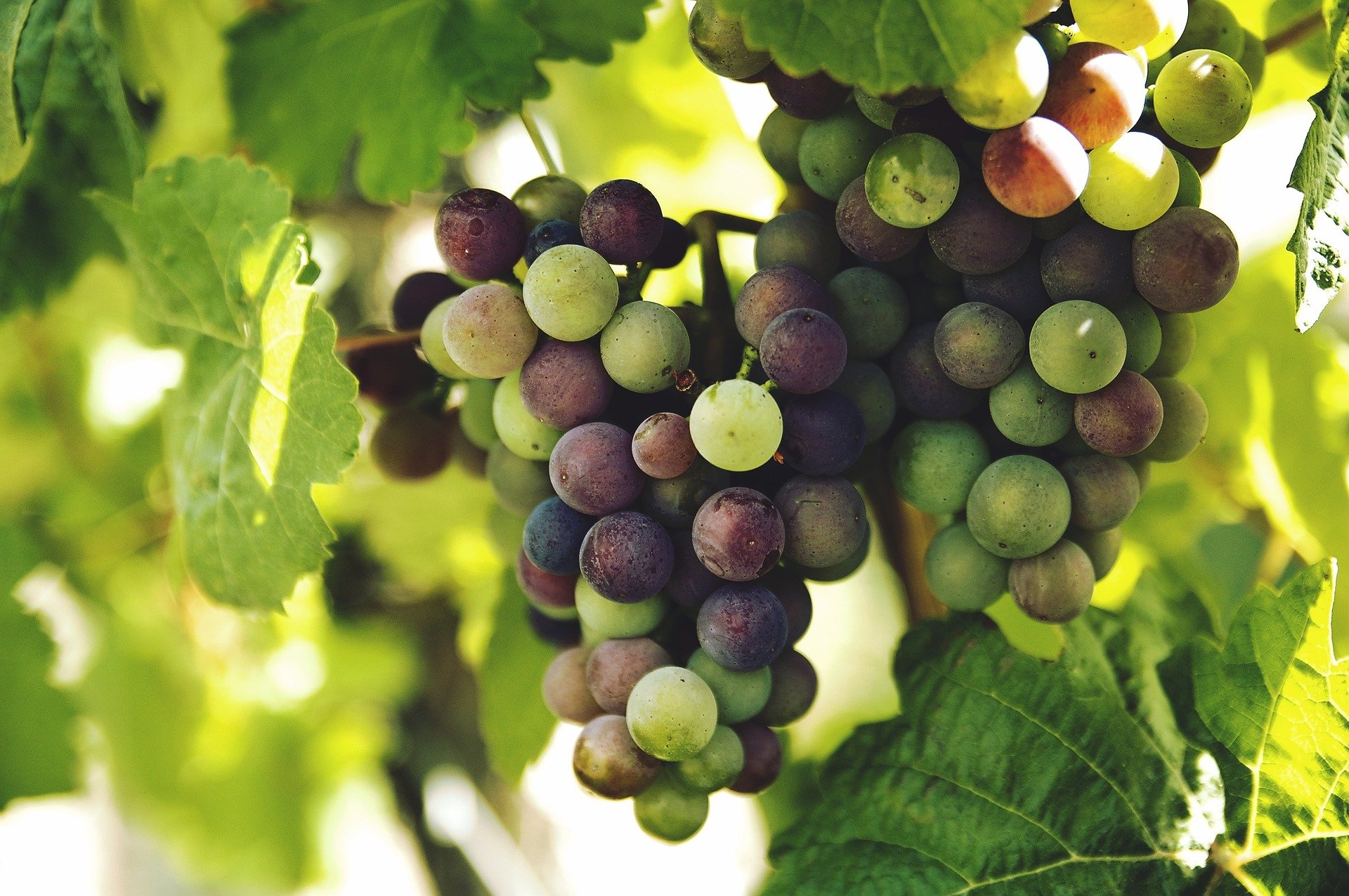 grapes-1246531_1920