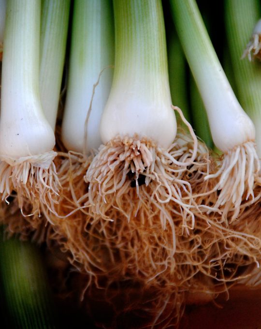 Tourteau de ricin 100% d'origine végétale - AgriVégétal