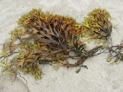 seaweed-9070_1920