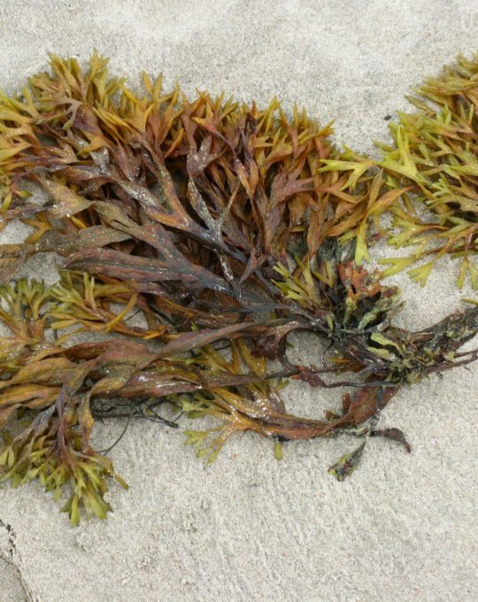 seaweed-9070_1920