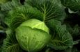 cabbage-3722498_1920