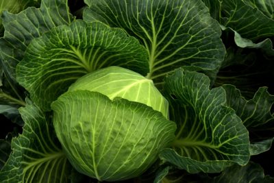 cabbage-3722498_1920