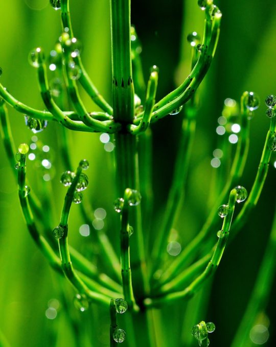 horsetail-g3168a729d_1920