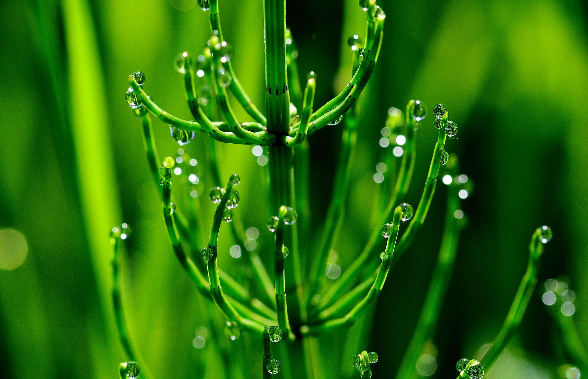 horsetail-g3168a729d_1920