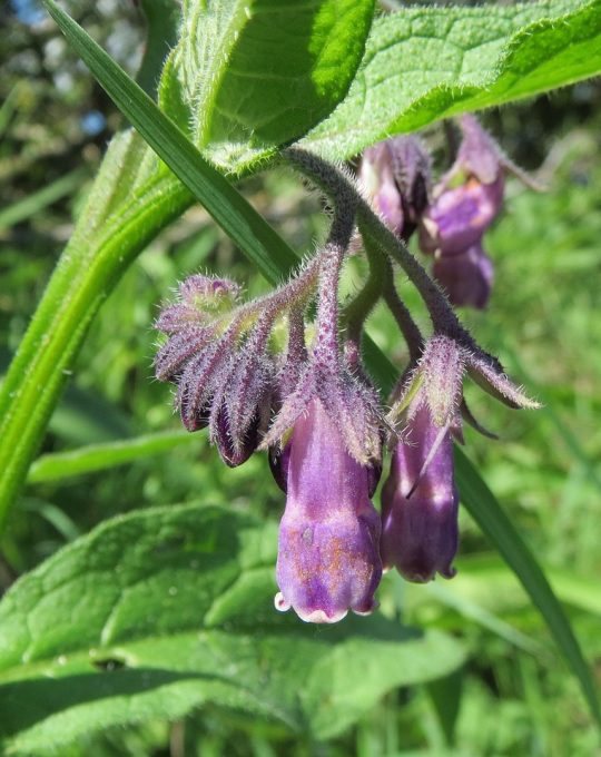 symphytum-officinale-848769_1280