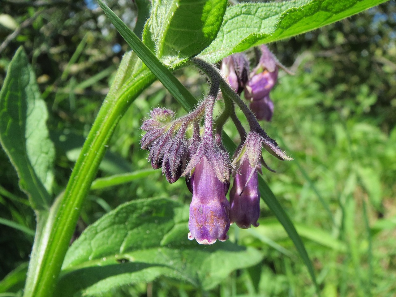 symphytum-officinale-848769_1280